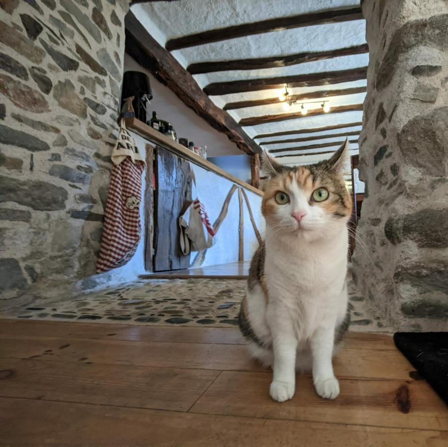 Chambres D'Hotes Les Chatougoulis Les Bordes-sur-Lez Esterno foto