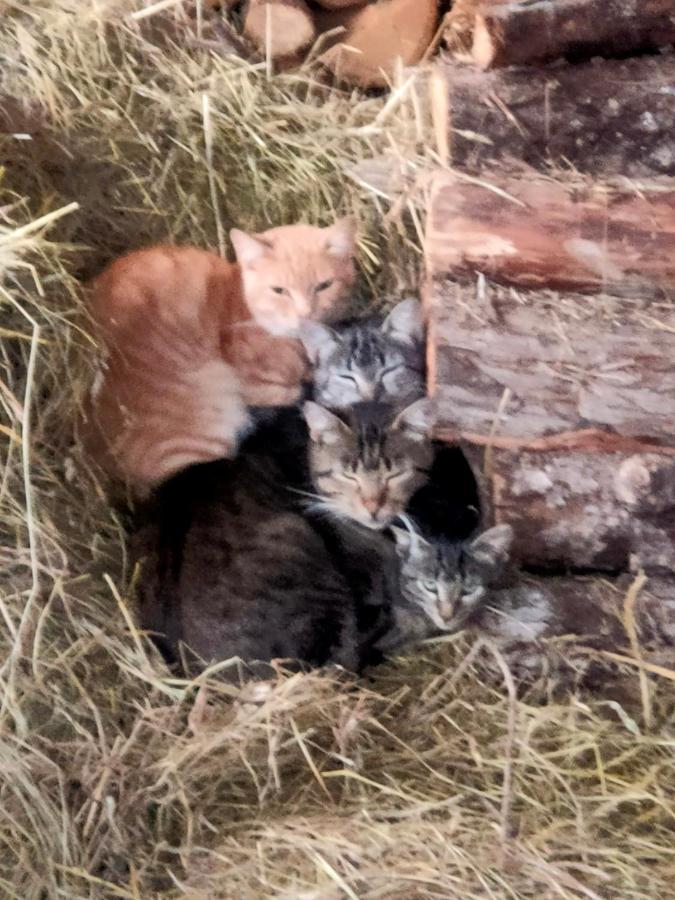 Chambres D'Hotes Les Chatougoulis Les Bordes-sur-Lez Esterno foto